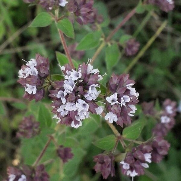 Origanum vulgare Flower