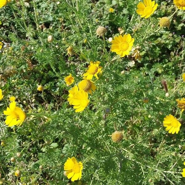 Anacyclus radiatus Flower