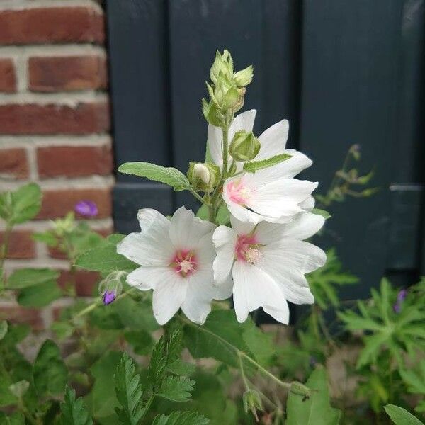 Althaea officinalis फूल