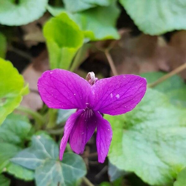 Viola odorata Blomst