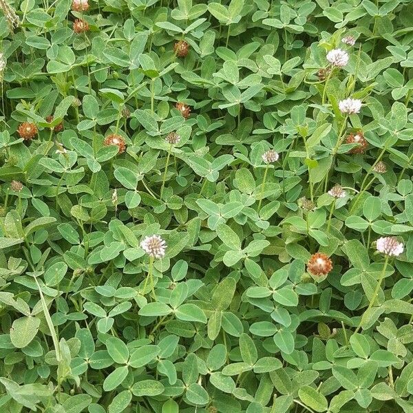 Trifolium fragiferum Habit