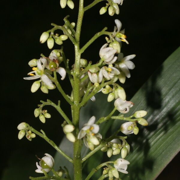 Xiphidium caeruleum Flower