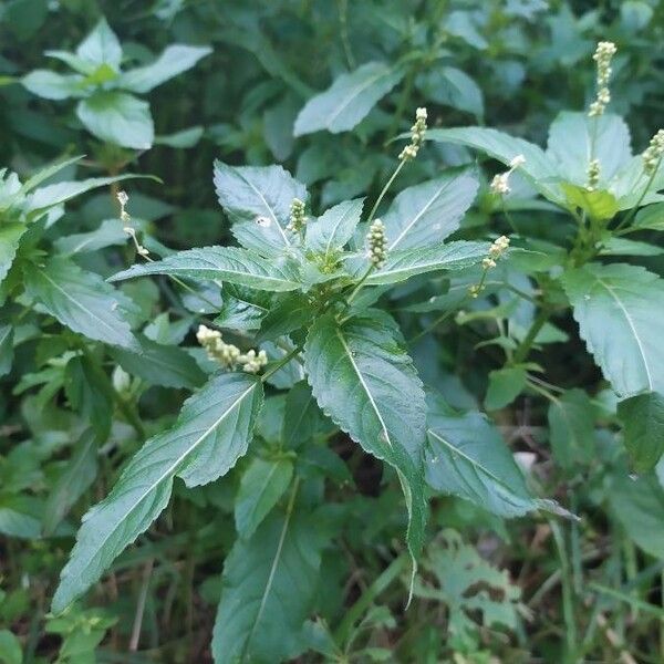 Mercurialis annua Leaf