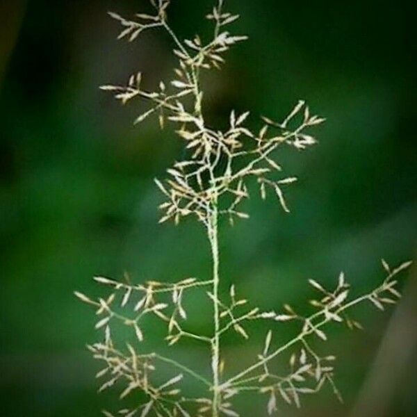 Agrostis canina Plod