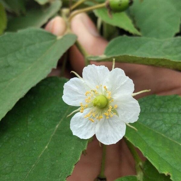 Muntingia calabura Flor