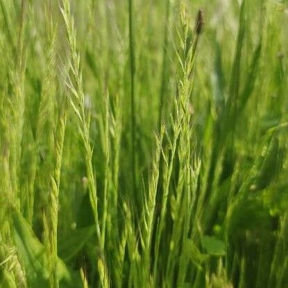 Festuca bromoides عادت داشتن