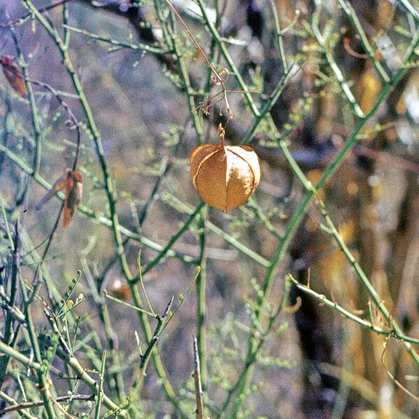 Cardiospermum halicacabum Meyve