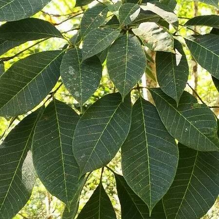 Hevea brasiliensis Blad