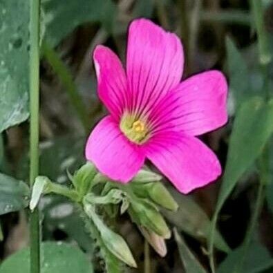 Oxalis debilis Flower