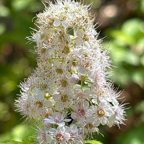 Spiraea alba Fiore