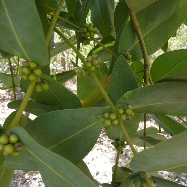 Eucalyptus botryoides Frutto