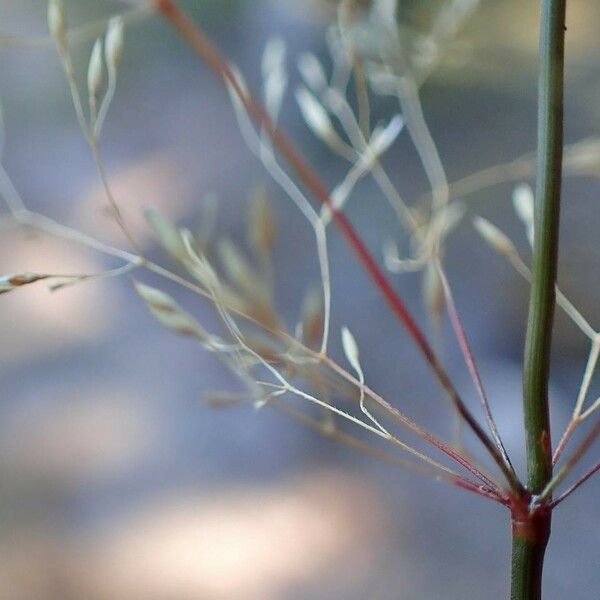 Agrostis stolonifera 整株植物