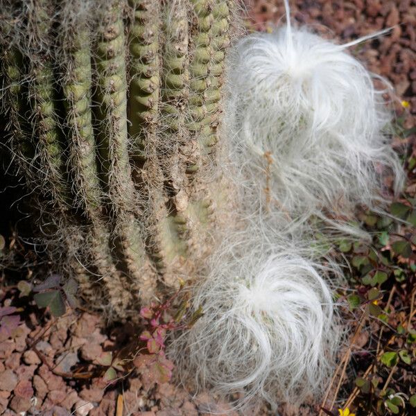 Cephalocereus senilis Escorça