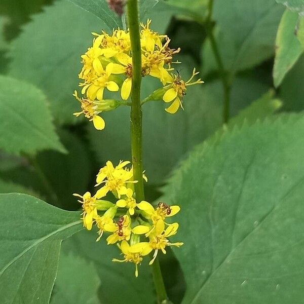 Solidago flexicaulis ফুল