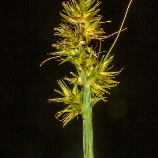 Carex otrubae Owoc