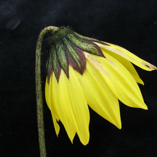 Cremanthodium reniforme 花