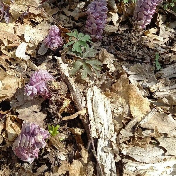 Lathraea squamaria Blüte