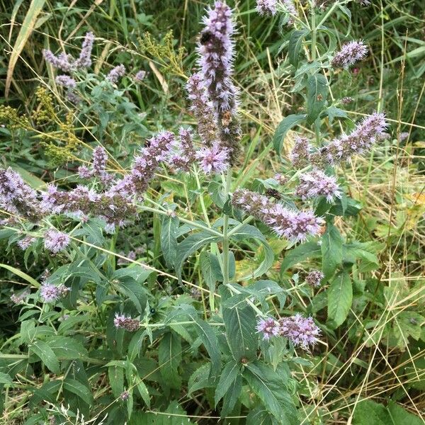 Mentha longifolia Buveinė