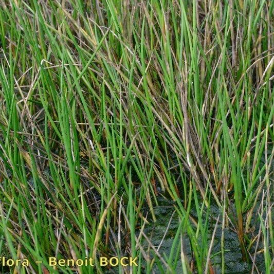 Juncus heterophyllus Plante entière