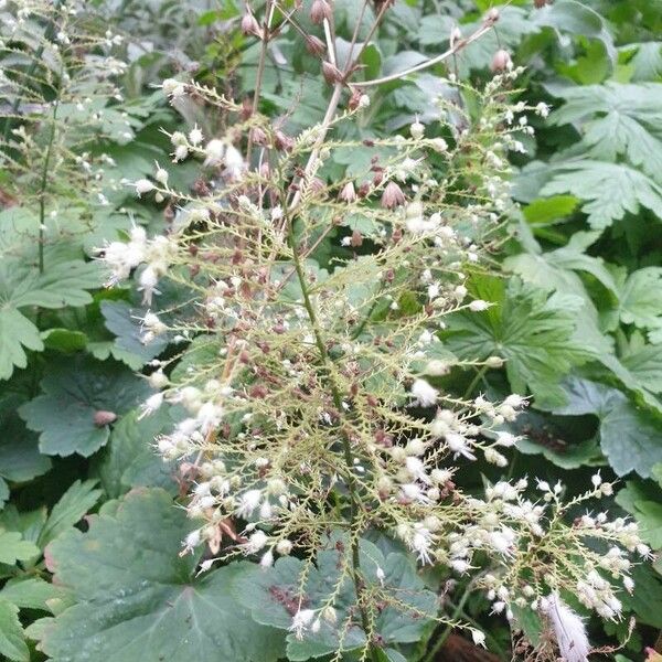 Heuchera richardsonii Flower