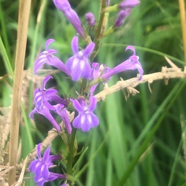 Lobelia urens 花