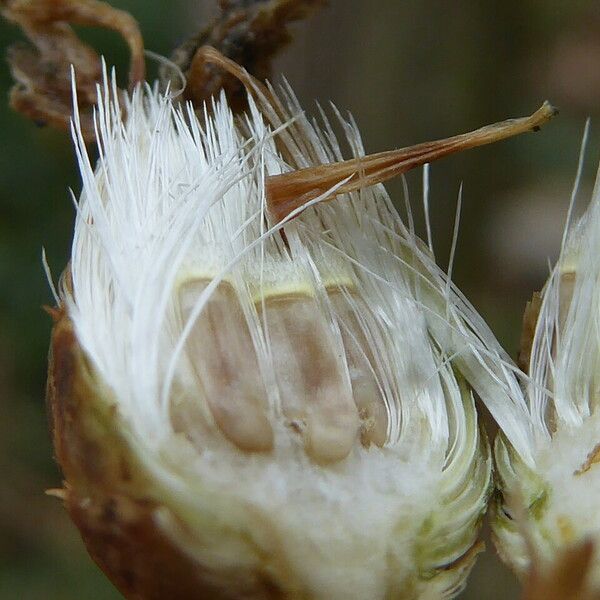 Centaurea aspera Fruit