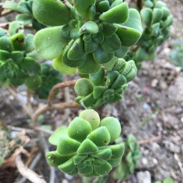 Aeonium lindleyi Yaprak