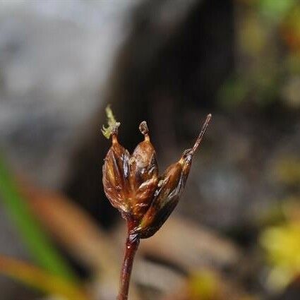 Juncus triglumis Fruit