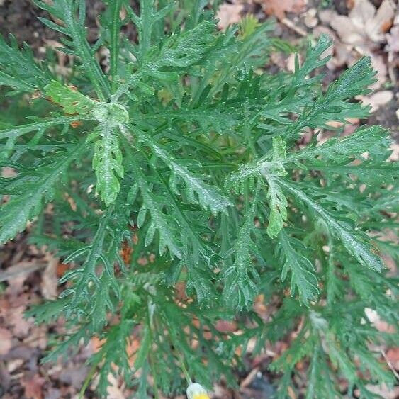 Euryops pectinatus Лист