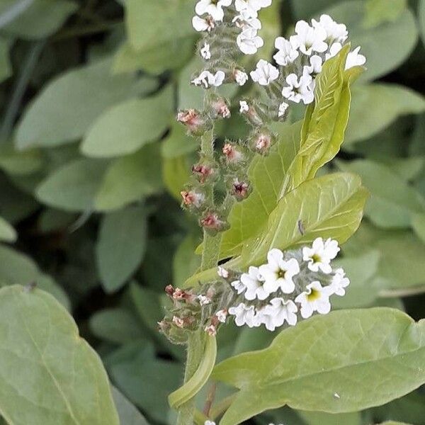 Heliotropium europaeum Flower