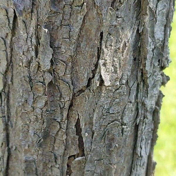 Robinia neomexicana Kabuk