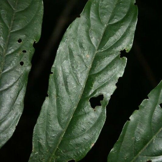 Ryania speciosa Leaf