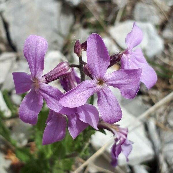 Hesperis laciniata Virág