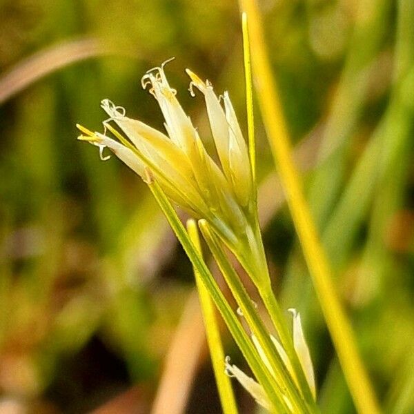 Rhynchospora alba Cvet