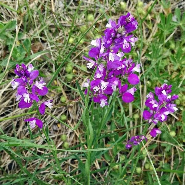 Polygala major Fleur