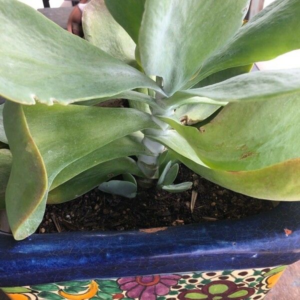 Cotyledon orbiculata Blad