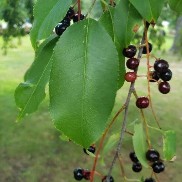 Prunus serotina 葉