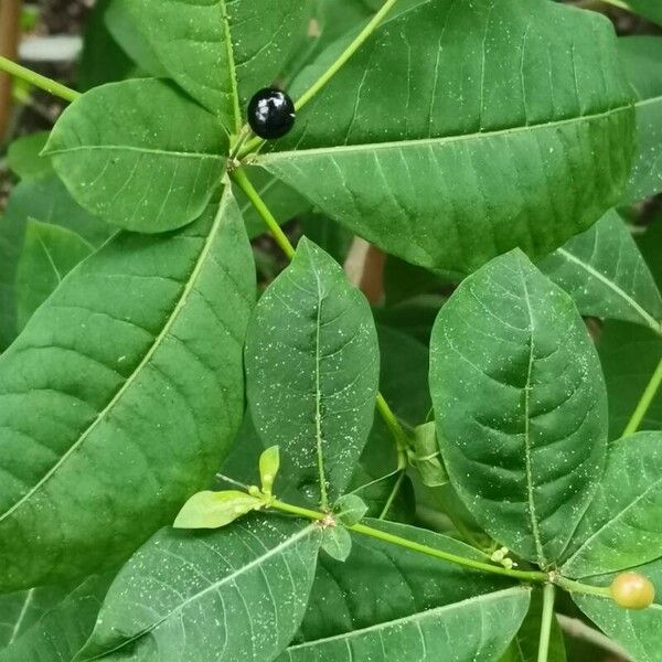 Rauvolfia tetraphylla ഇല