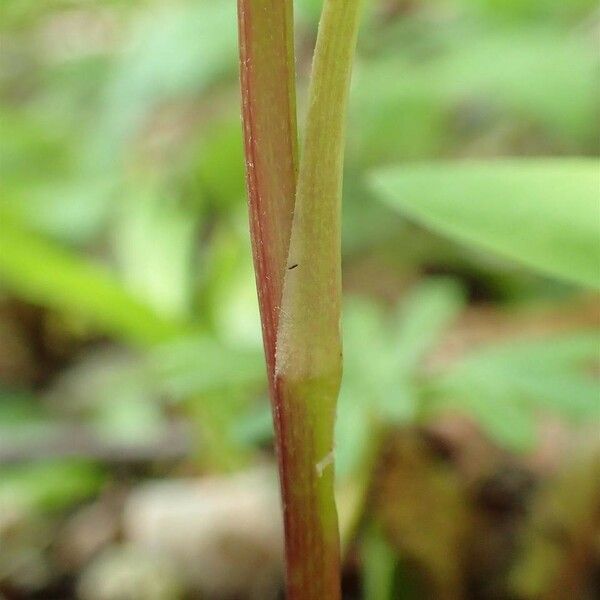 Aconitum anthora बार्क (छाल)