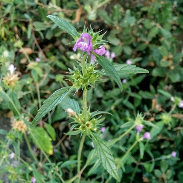 Galeopsis ladanum Flower