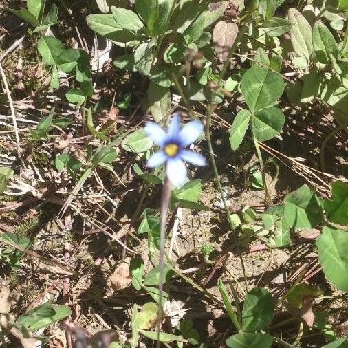 Sisyrinchium angustifolium Květ