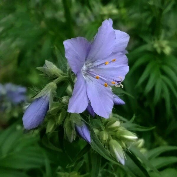 Polemonium caeruleum Flor