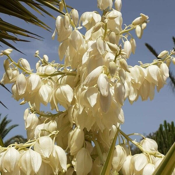 Yucca filamentosa Blüte