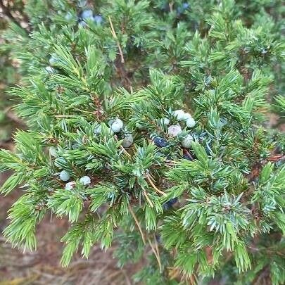 Juniperus communis Pokrój