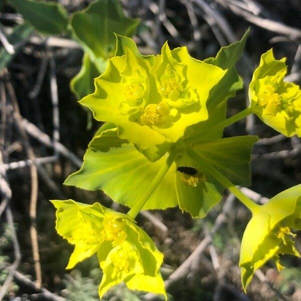Euphorbia serrata Fiore