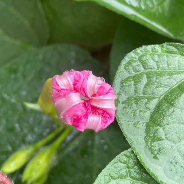 Ipomoea nil Fleur