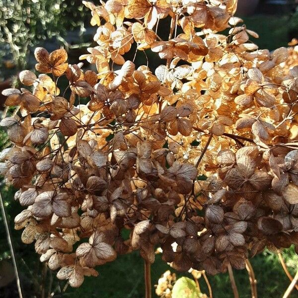 Hydrangea arborescens Flower