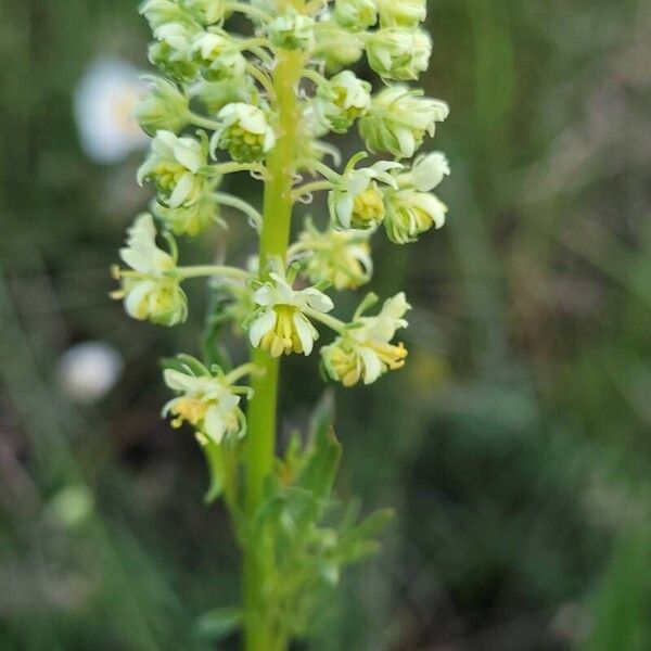 Reseda lutea Fleur