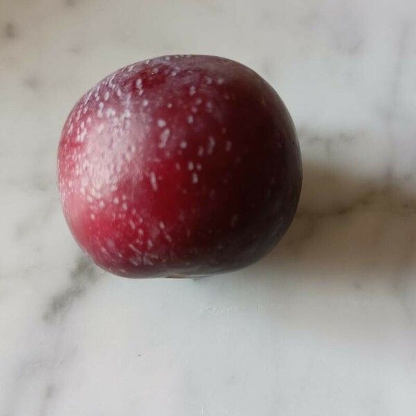 Prunus salicina Frucht