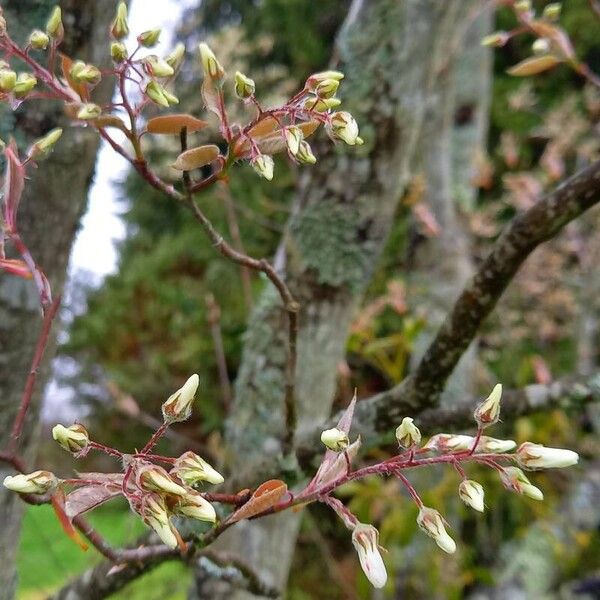 Amelanchier × lamarckii 花